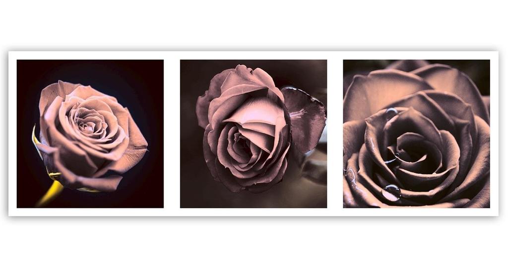 Canvas print, Panorama - roses