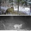 20MP/1080P Hunting Camera 0.3s Trigger Speed Night Vision Motion Activated Trail Camera
