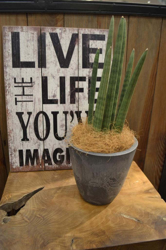 Richell Горшок для растений Botany Plain Pot 15 Тип Диаметр x Высота см 000645 Темно-серый Упаковка из 5 15.3 15.1