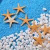 Micro Landscape Decoration Starfish Ornaments Photo Frame Crafts Ornaments Starfish Ornaments