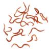 10cm Worm Shaped Fishy Smell Soft Fishing Lure Baits With Box For Fishermen