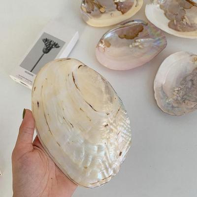 Красивая многофункциональная ракушка, яркий цвет, декоративный держатель для хранения, контейнер для хранения, художественное ремесло, поднос для хранения ювелирных изделий