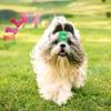 10pcs Cute Bone Shape Decorative Dog Hair Accessories Puppy Hairpin Dog Hairpin Cat Hair Clips