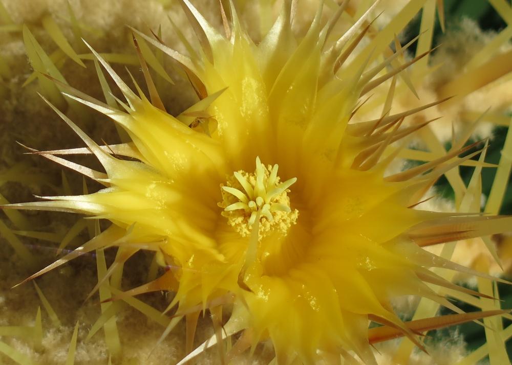 SAFLAX Garden in the Bag - Кактус-бочка / Сиденье для тещи - 40 семян - С субстратом в подходящем пакете-стойке - Echinocactus grusonii