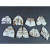 253Cts. Natural Wild horse Jasper Fancy Cabochon Loose Gemstone 8Pair Lot C-1480