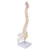 Vertebral Column Model Flexible Spine Caudal Vertebra Anatomical Model with Spinal Nerves for Science Classroom Teaching