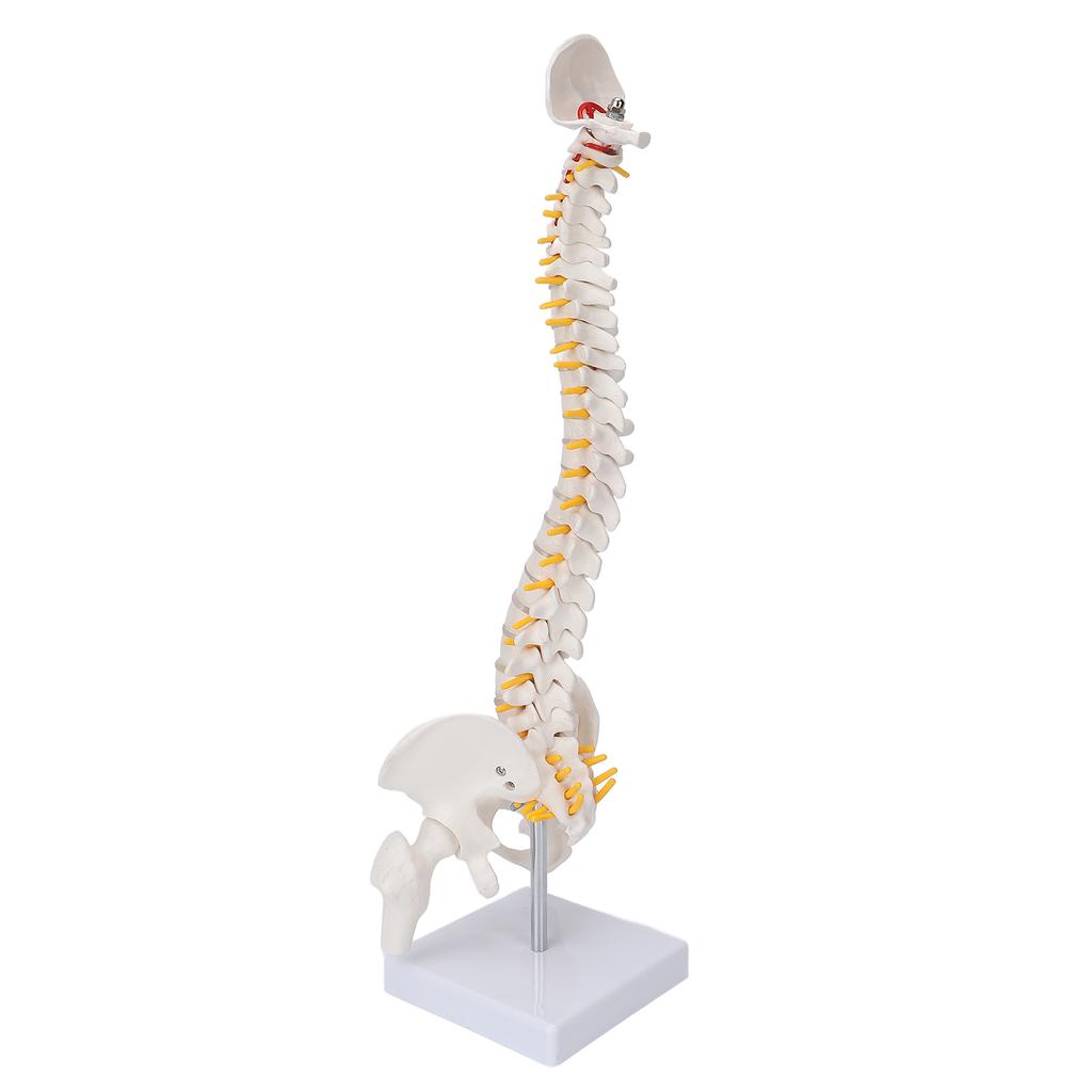 Vertebral Column Model Flexible Spine Caudal Vertebra Anatomical Model with Spinal Nerves for Science Classroom Teaching