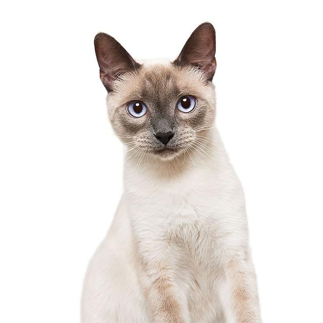 J503# Lovely Cat Persian Cat Sticker On The Car Vinyl Decal Waterproof Decoration Car Stickers