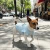 Airy Fabric Pet Cooling Vest Fly Sleeve Summer Dog Clothes Cute Dog Sunscreen Shirt  Sun Protection