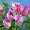 15 Cupid Pink Sweet Pea Seeds - SemiSauvage Permaculture