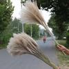 50 Pcs Dried Pampas Grass, Artificial Plant Reed Rabbittail Bouquet Home Decoration Boho Wedding Decoration