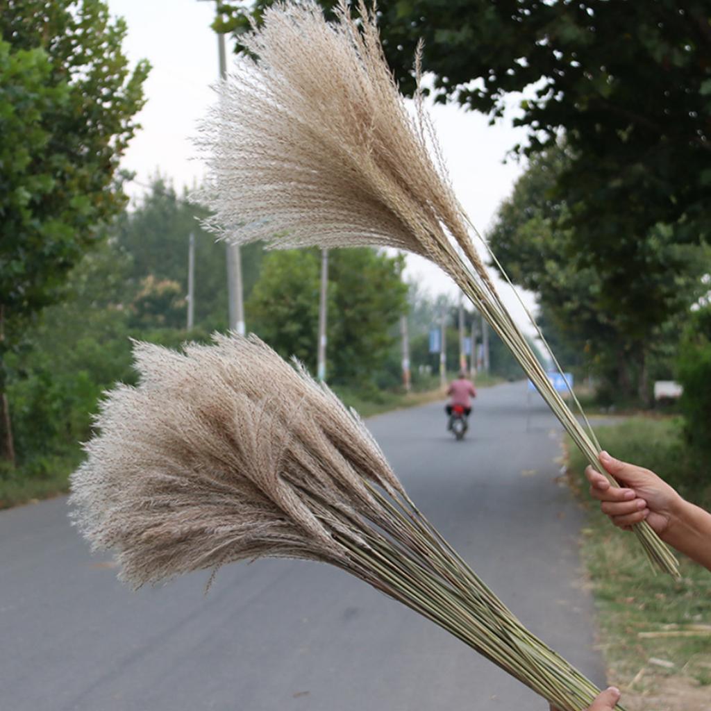 50 Pcs Dried Pampas Grass, Artificial Plant Reed Rabbittail Bouquet Home Decoration Boho Wedding Decoration