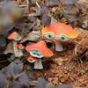 Mushrooms Garden Stakes Mushroom Outdoor Ground Pile Yard Scene Layout Decor