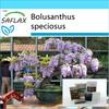 Gift Set - Bonsai - African Wisteria Tree - 15 Seeds - With Gift Box, Card, Label and Potting Substrate - Bolusanthus Speciosus