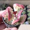 Love Bubble Heart Succulents: Charming Rare Varieties in Small Pots