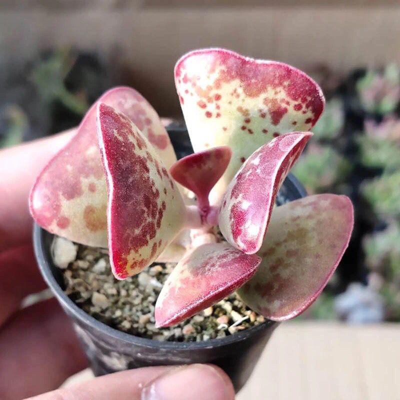 Love Bubble Heart Succulents: Charming Rare Varieties in Small Pots