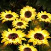 Outdoor Solar Sunflower Garden Decoration Lights Waterproof LED Solar Powered Yard Pathway Decorative Lights Lawn Landscape Lamp