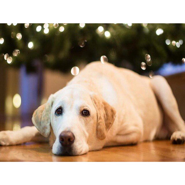 DIY 5D Алмазная картина Собака Милый питомец Вышивка крестом Алмазная вышивка Животное Мозаика Полный дрель Круглый