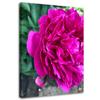 Canvas Print Peony Pink Flower Nature