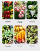 Universal Organic Planting Soil for Flowers, Vegetables, Succulents, and Houseplants