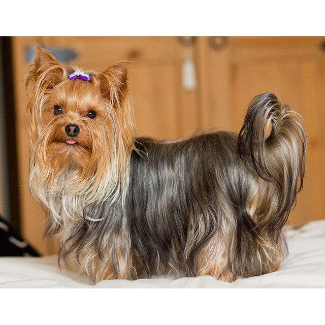 DIY 5D Алмазная картина Собака Вышивка крестиком Алмазная вышивка Продажа Животное Мозаика Стразы Фотографии