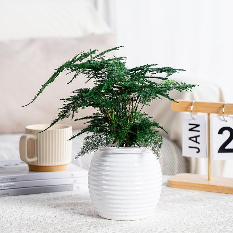 Самополивающийся горшок с прозрачным спиральным дизайном для орхидей и сциндапсусов Ленивый настольный гидропонный цветочный горшок