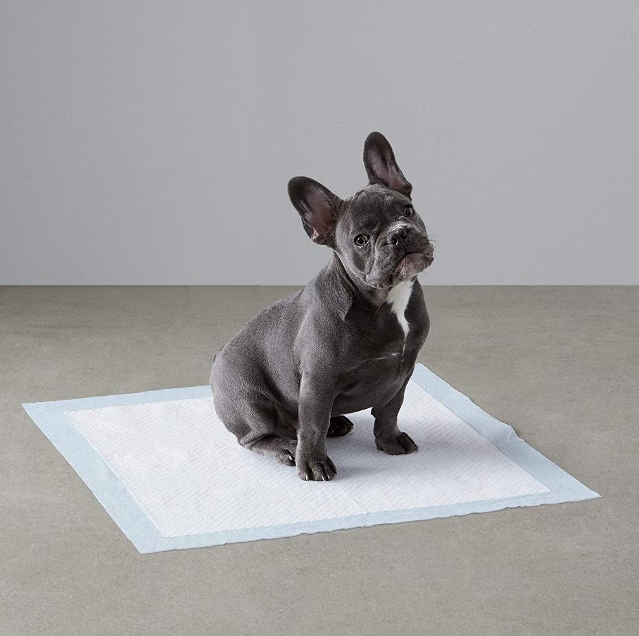 Absorbent Hygienic Pads for Animals 60X40 - 50 Pieces