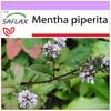 Мята перечная - 300 семян - Mentha piperita