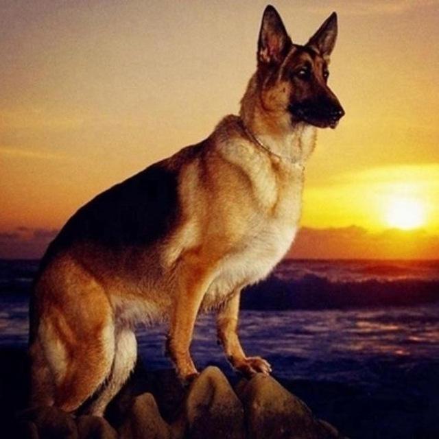 DIY 5D Алмазная картина Волк под луной Животное Мозаика Полная круглая дрель Алмазная вышивка