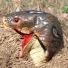 Halloween animal mask snake horror mask headgear scary prank prop party horror mask