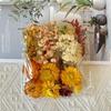 DIY Round Fan Kit: Natural Dried & Preserved Flowers for Handmade Greeting Cards & Crafts