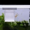 Acrylic Fish Isolation Box Detachable Fish Breeding Isolation Box Fish Breeding Tank  for Fish Tank