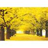 1000 Piece Jigsaw Puzzle - Golden Ginkgo Tree Road 2, Popular Korean Puzzle