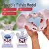Модель женских тазовых мышц и тазового дна для акушерства и обучения родам