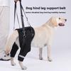 The Hind Legs of The Dog Assist In Taking The Disabled Dog Out for Rehabilitation with A Hind Leg Lift and Leash