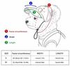 Adjustable Dog Visor Hats Denim Cap Dog Sports Hat Pet Sun Protection Hats  Outdoor Use