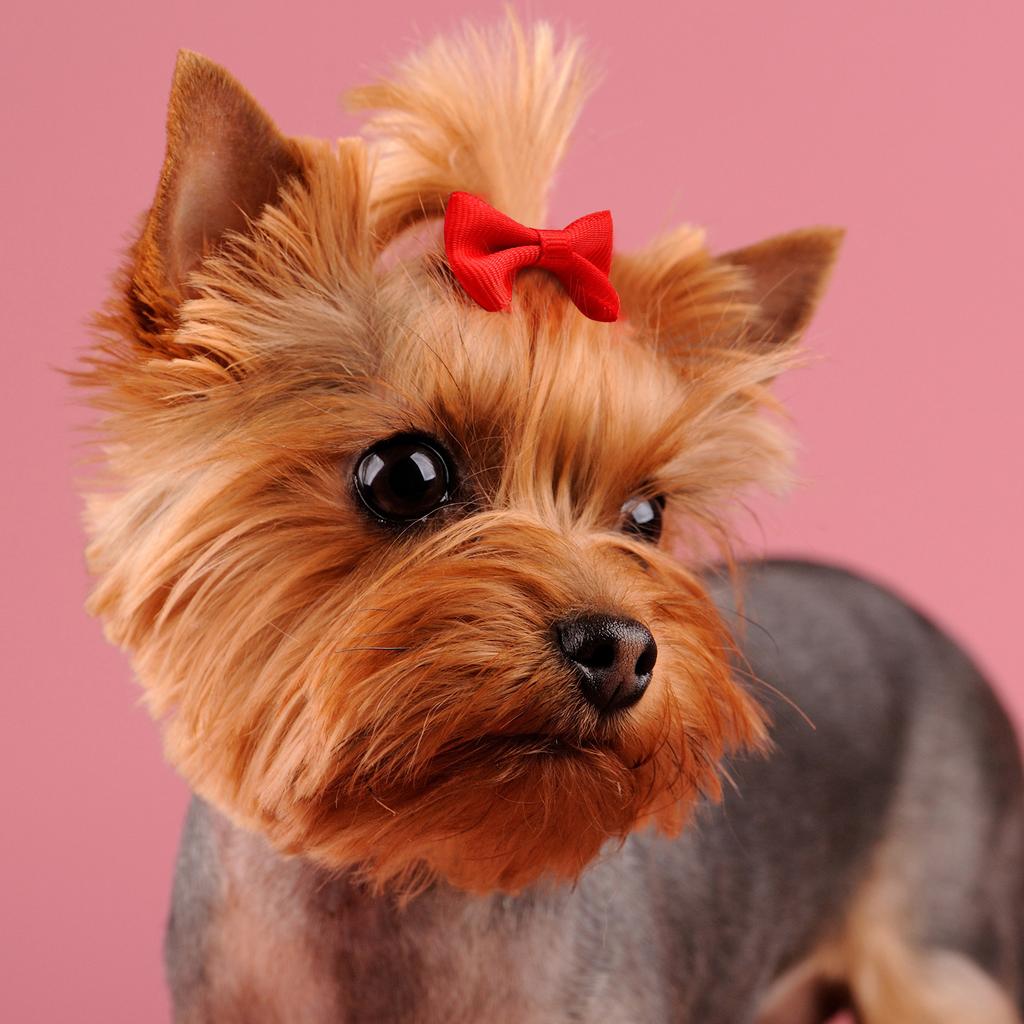 Упаковка из 50 бантов для волос для домашних животных разных цветов, удобные и стильные заколки для волос для повседневного использования и особых случаев
