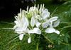 250 White Cleome Seeds - Flowers Plants - Reproducible Peasant Seeds - Semiwild