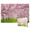 1000 Piece Jigsaw Puzzle - Pink Cherry Blossom Road, Popular Korean Puzzle