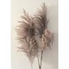 Ian Winstanley Pampus Grass I Print