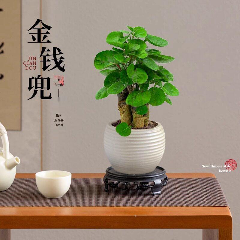 Fukurokutsugi Bonsai: Indoor Zen Green Potted Plant, Easy to Grow, Year-Round Resilience