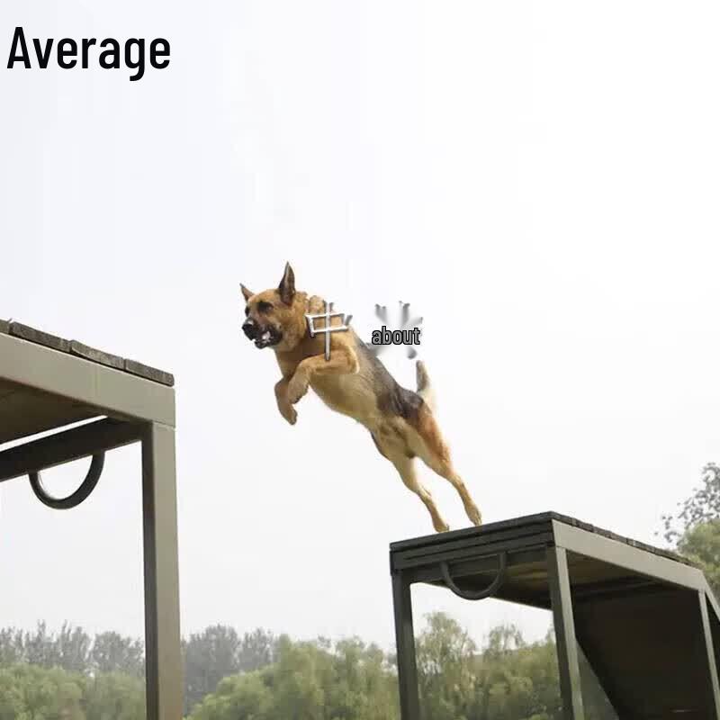Dog Training Obstacle Bridge