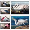 Vintage Bird Poster Canvas Painting Wall Art Picture Heron Swan Roseate Spoonbill Posters Prints Living Office Room Home Decor No Frame