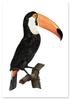Toucan Bird Vintage Poster
