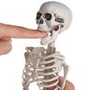 House Decoration Photography Props Halloween Human Skeleton Pumpkin Skull Body Figurine Bone Model