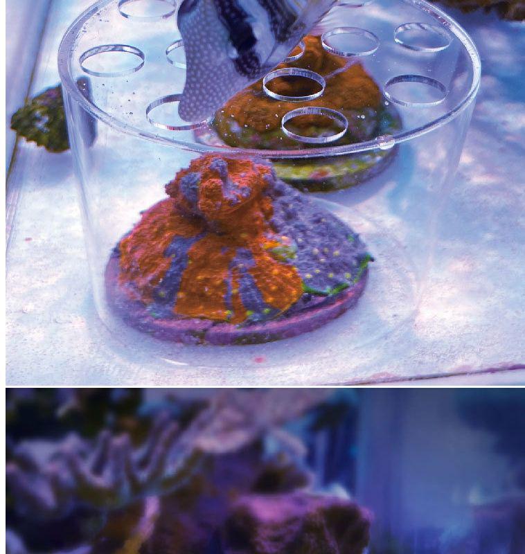 VASTOCEAN Acrylic Coral Feeding and Breeding Protection Disc for Firecracker Brain Coral, Anti-Stealing Food Cover