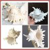 Large Natural Large Conch Shell 10-16cm Conch Shells Crafts Statue Fish Tank Decor  Home