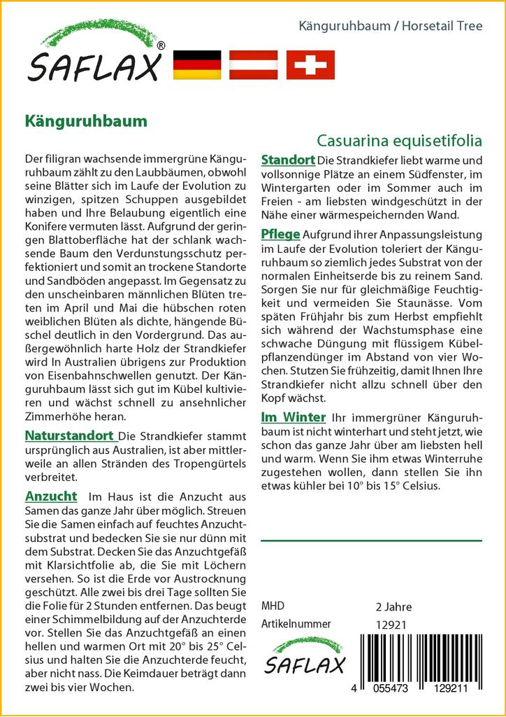 SAFLAX Хвощ полевой - 200 семян - Casuarina equisetifolia