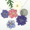 Pressed Flower Pack: Dried Swallow Flowers & Birds for Handmade Bookmarks, Resin Crafts, Phone Cases, Plant Specimens