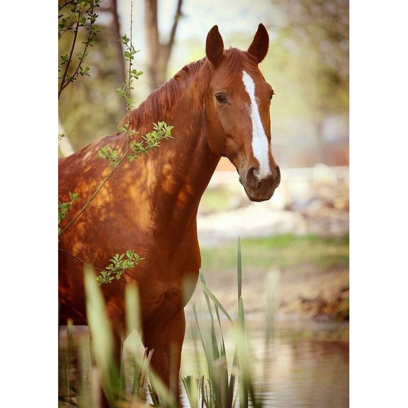 Diy Лошадь 5D алмазная живопись полная круглая дрель вышивка крестиком горный хрусталь животное живописная Алмазная вышивка мозаика домашний декор